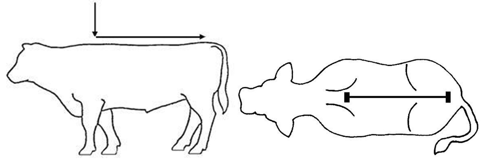 Klik for at kopiere til curserens position Finadyne Transdermal vet. fig. 4