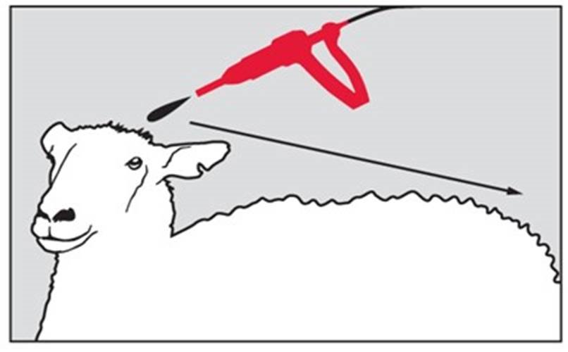 Klik for at kopiere til curserens position Ectofly fig. 3