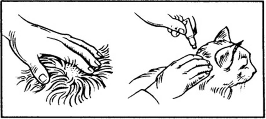 Advantage (> 4 kg) fig. 2