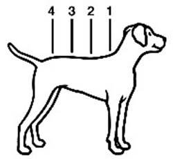 Advantix (< 4 kg) fig. 4