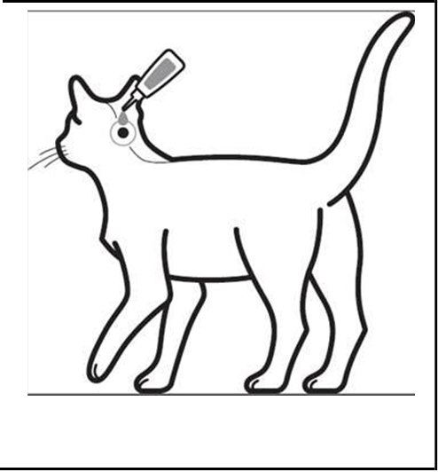 Bravecto spot-on (1,2 - 2,8 kg) fig. 2