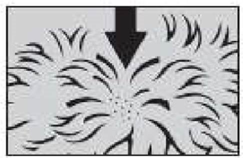 Prinovox (≤4 kg) fig. 2