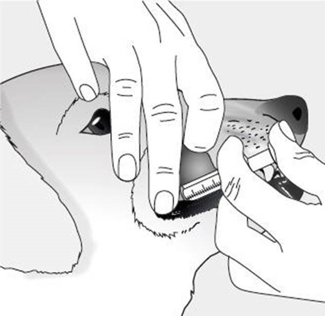 Versican Plus Bb Oral fig. 4