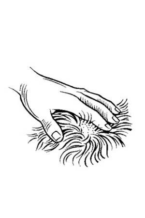 Advocate (< 4 kg) fig. 2