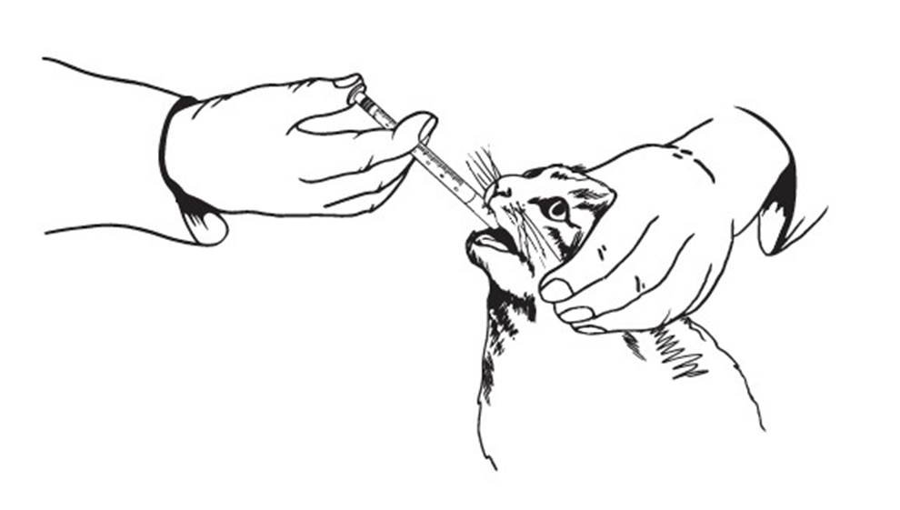 Eluracat 20 mg/ml fig. 1