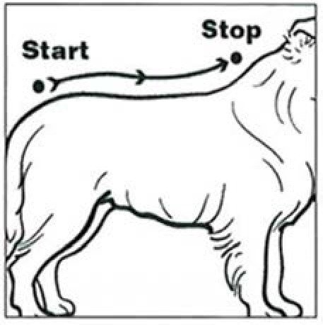Vectra 3D (1,5 - 4 kg) fig. 6